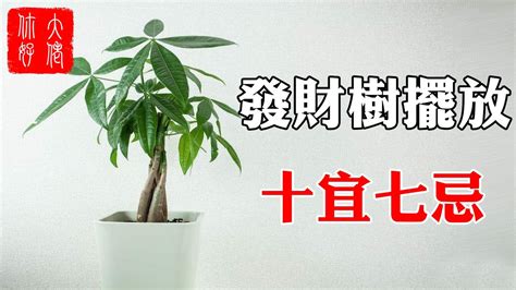 樹 風水